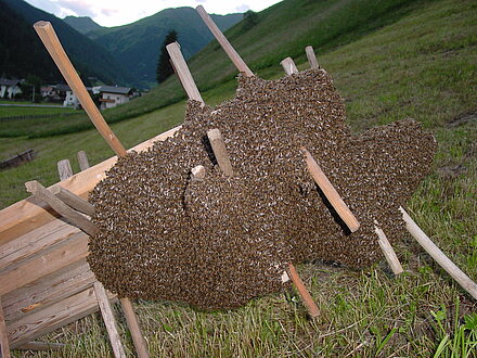Bienenschwarm macht Zwischenstopp