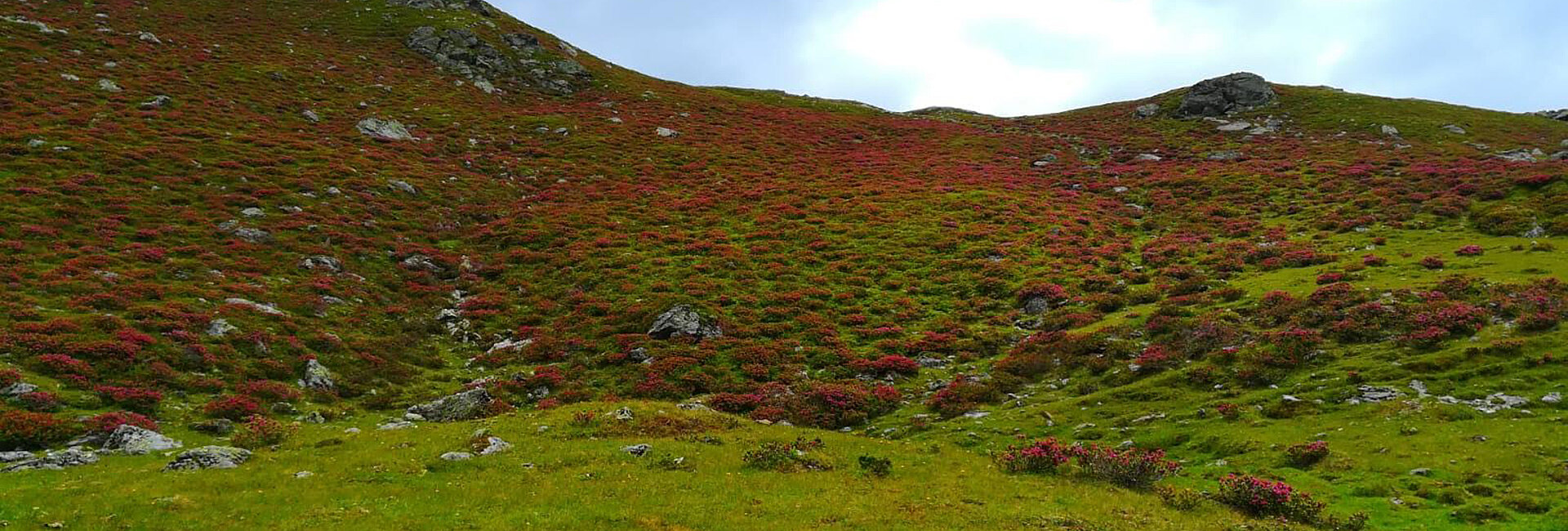 Fioritura delle rose alpini