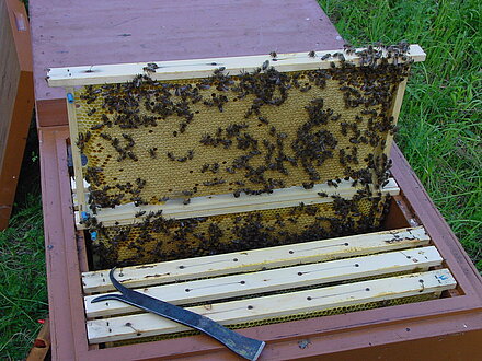 Schöne volle Brutwabe