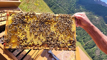 Brutzyklus-kurz erklärt