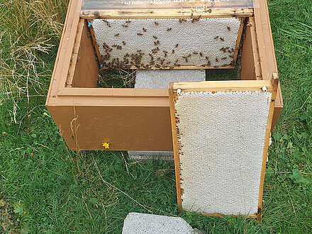 Schleuderreife Honigwabe