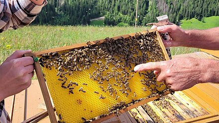 Bienenkönigin ist hier